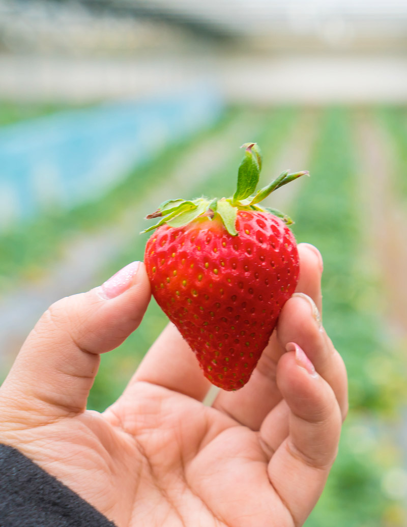 Person holding a strawberry up in a field